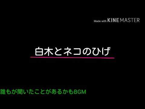 誰もが聞いたことがあるかもbgm 白木とネコのひげ Youtube