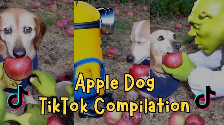 Apple Dog TikTok Compilation