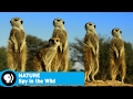 Animal Behavior Insights from 'Spy in the Wild'