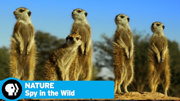 SPY IN THE WILD on NATURE | Episode 3 Preview: Friendship | PBS