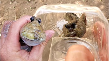 Cách bẫy cá Thòi Lòi bằng trai nhựa | PLDB