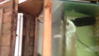 Feeding arowana, aluminas, Cockroach, mice