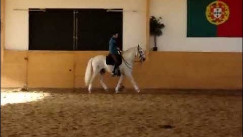 One time flying changes in circle