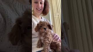 FIRST FORTNIGHT WITH MY CAVAPOO PUPPY, RUBY (THROWBACK)  #Cavapoo #PuppyLove