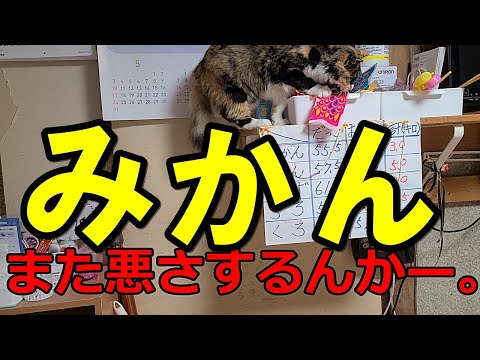 ゆずりんtv