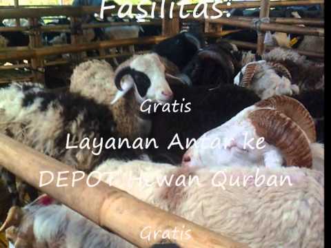 Juragan Domba dan Sapi, Jual Hewan Qurban dan Aqiqah di 