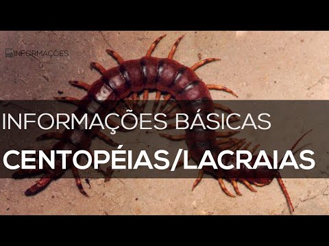 Vídeo: Picadas De Centopéia: Fotos, Sintomas, Primeiros Socorros E Muito Mais