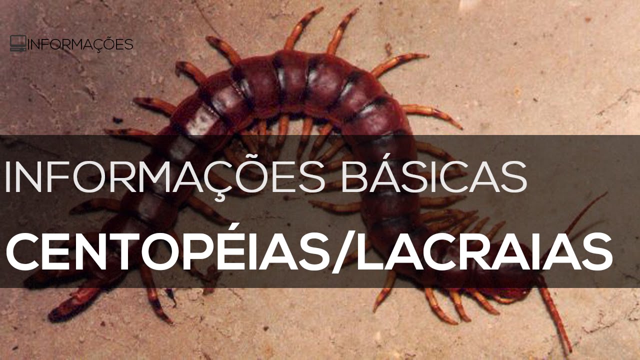 centopÉias lacraias informaÇÕes bÁsicas youtube