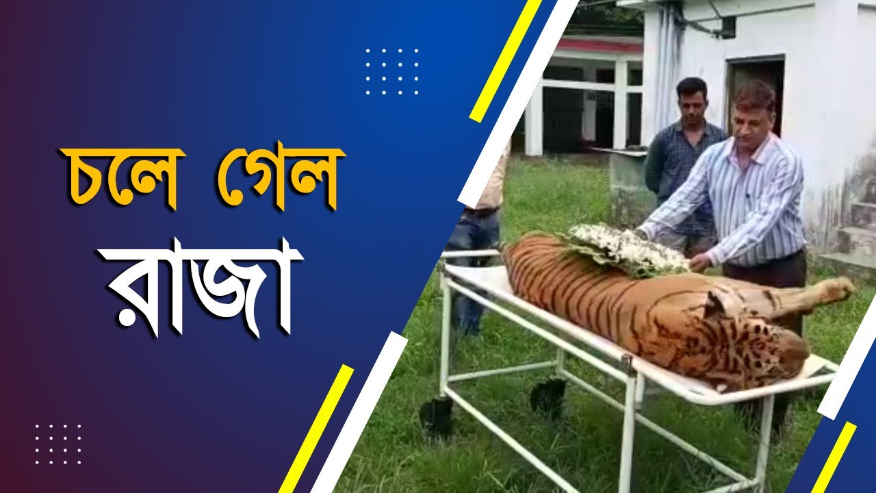 RAJA the oldest Royal Bengal Of the Country bids goodbye I থেমে গেল ...
