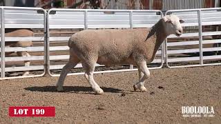 Lot 199