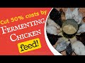 How to cut chicken feed costs by 50% by simply fermenting poultry feed