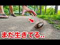 死にそうなセミは生き返るのか...？！のサムネイル
