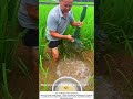 Harvesting Loaches from Rice Paddies – Net Cage, Big Catch 🐟🌾