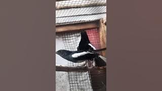 pancingan dengan suara ini kacer langsung kawin