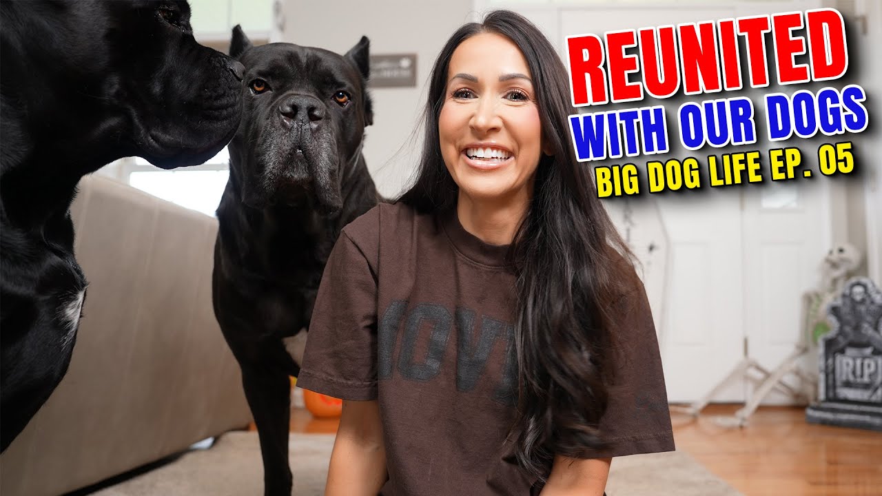 Reunited With My Dogs After Separation #canecorso #dog - YouTube