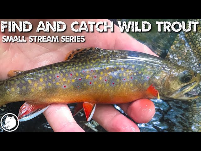 How To Find and Catch Wild Trout - Small Stream Series 