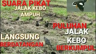 Suara Pikat Jalak Kebo ll Perangkap Pulut Menggunakan Suara Jalak Kebo Ribut