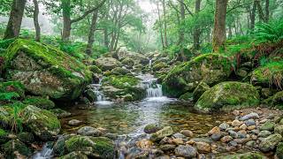 Tranquil Forest Ambience, Relaxing Water Sounds for Study, Sleep & Focus, ASMR #6