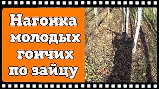 Видео с нагонки молодых русских гончих по зайцу. Задача дать собакам попробовать зайца на зубок. Видео с нагонки молодых русских гончих по зайцу. Задача дать собакам попробовать зайца на зубок.