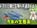 生物の謎7選!汚染された川で生活できる生物の生態とは?ドブ川に棲む生物!【総集編】