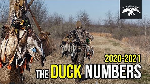 Louisiana Duck Report w/ Justin Martin | The Duck Numbers 2020