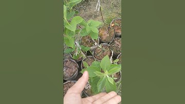 Hồng tứ Quý cây ghép chọn giống chuẩn lh0376683142