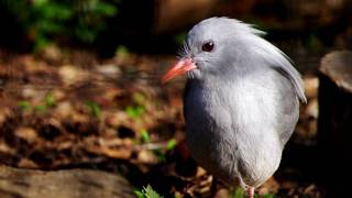 突然速く動くカグー Kagu That Moves Suddenly Fast 突然速く動くカグー Kagu That Moves Suddenly Fast