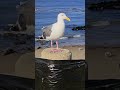 Coastal Calm with a Shy Seagull Companion #seagull #animals #animalshorts #beach