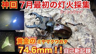 神回】ついに現れた！今季最大の74．6mm!金色のミヤマクワガタ