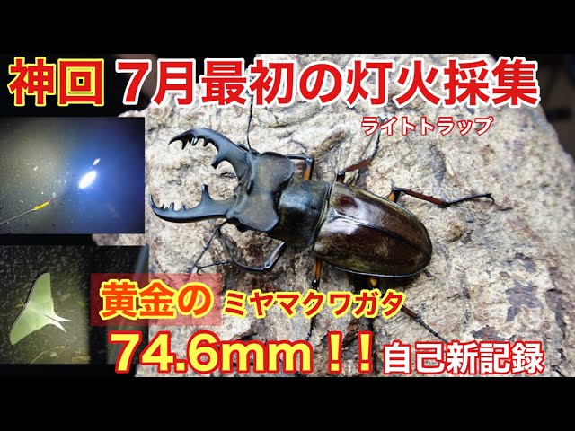 神回】ついに現れた！今季最大の74．6mm!金色のミヤマクワガタ