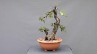 Quercus pubescens 2