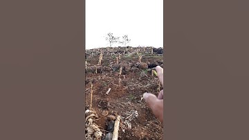 cách trồng chuối xiêm ,chuối tây ,đón mưa ,đạt hiệu quả