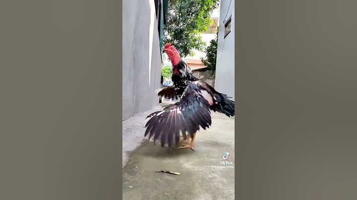 Tiếng gà chọi gáy