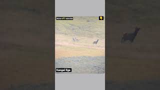 KURTLARIN TAKTİK ELK GEYİĞİ AVI #shorts #short #viral #youtubeshorts #youtube #shortvideo #video