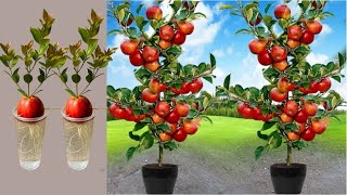 Great Technique For Grafting Apples Trees From Apples Fruits With Aloe Vera and Egg Chicken