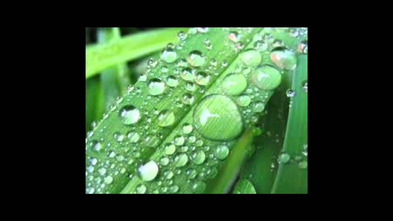 4 роса выпадает в вечерние часы. схема разбора простого предложения. роса выпадает в вечерние и утренние часы разбор предложения. почему роса выпадает вечером. синтаксический разбор предложения.