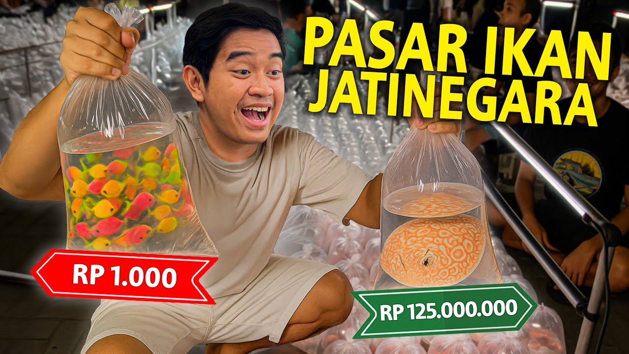 KITA BANDINGIN IKAN TERMURAH DAN IKAN TERMAHAL YANG ADA DI PASAR IKAN JATINEGARA JAKARTA!