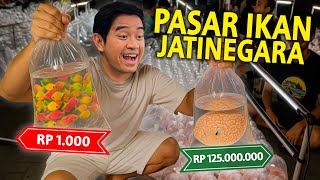 Download Lagu KITA BANDINGIN IKAN TERMURAH DAN IKAN TERMAHAL YANG ADA DI PASAR IKAN JATINEGARA JAKARTA! MP3 Download Lagu KITA BANDINGIN IKAN TERMURAH DAN IKAN TERMAHAL YANG ADA DI PASAR IKAN JATINEGARA JAKARTA! MP3