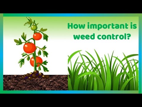 【11】How important is weeds control?