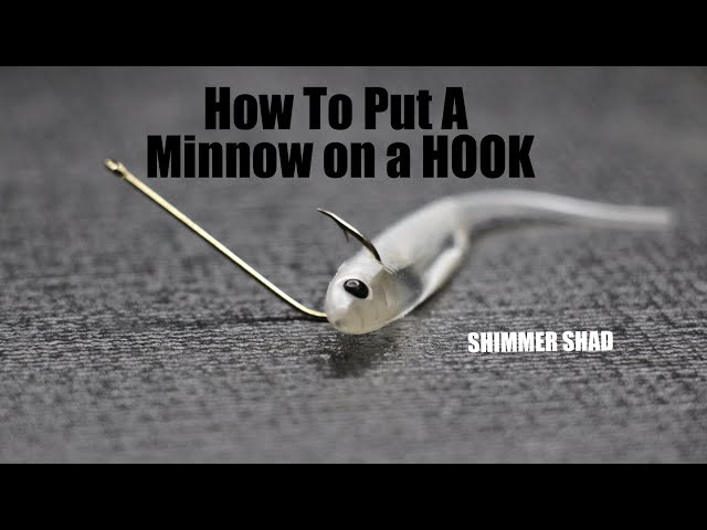 How to put a Minnow on a Hook 