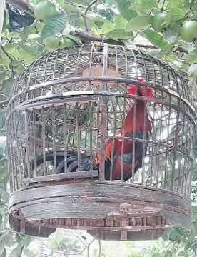 ayam hasil persilangan ahmj dan ayam kampung #gacor