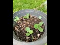 May 15 2024 - Spring Garden Update