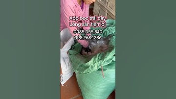 Xốp bọc trái cây bốn mùa bảo vệ trái cây không bị ruồi vàng đốt, sâu bệnh hại quả- Lồng sẵn tiện lợi