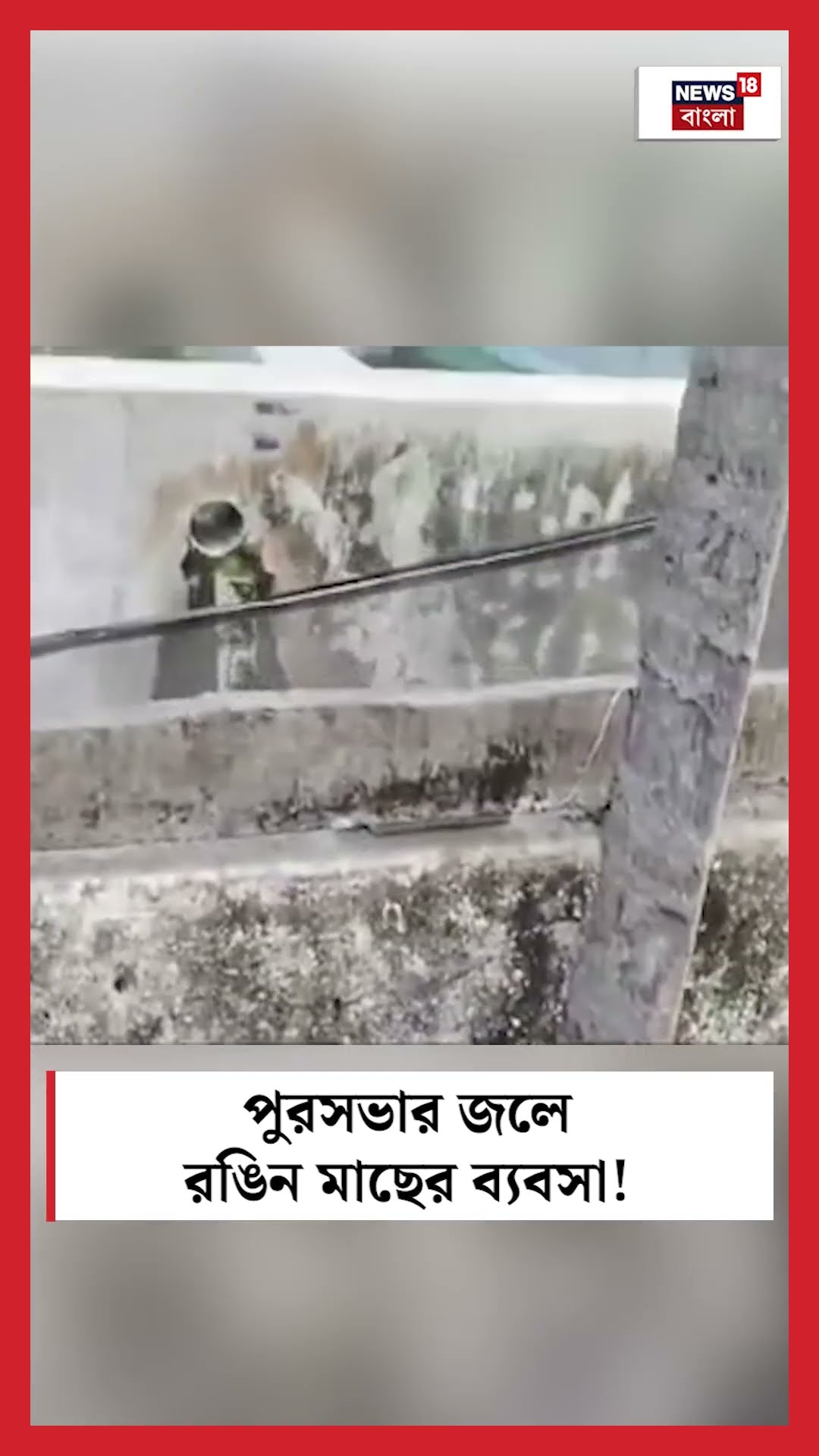 Chinsurahয় পুরসভার জলে রঙিন মাছের ব্যবসা ! #shorts