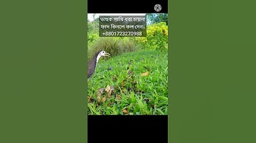 water hen bird trap handing.ruak ruak bird trap handing.duck bird trap handing.