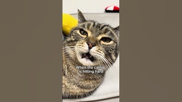 A cat high on catnip #shorts #cat #funny