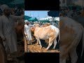 part 1 Going to mandi 🫀 #bakramandi #cow #qurbanvlogs #bakraeid #animals #love