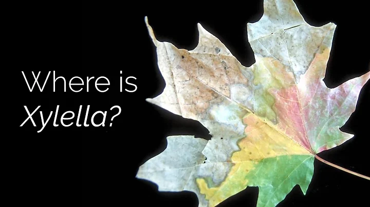 Where is Xylella?