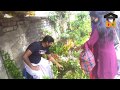 ►Beauty Enhancement Tree &amp; Flower Tree for Balcony &amp; Roof II Buy and Stay With Nature-Street Seller