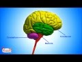 Brain Basics: Exploring the Functions of Our Most Complex Organ